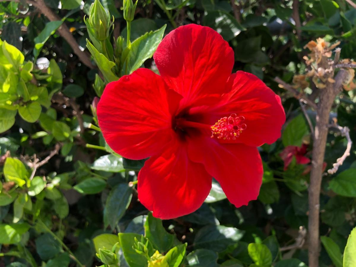 Red Hibiscus Stegna Guest House Archangelos  Eksteriør bilde
