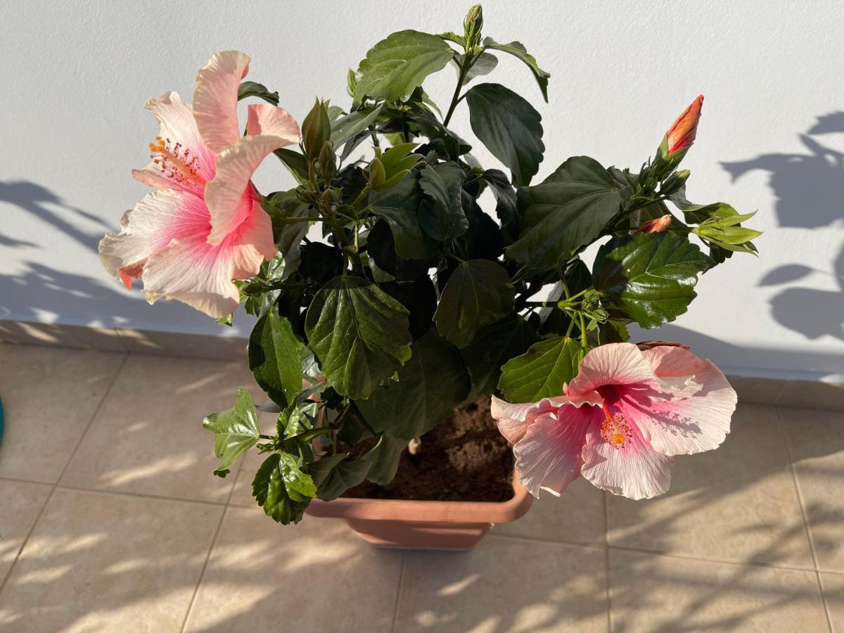 Red Hibiscus Stegna Guest House Archangelos  Eksteriør bilde