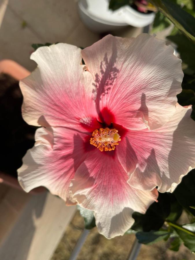 Red Hibiscus Stegna Guest House Archangelos  Eksteriør bilde