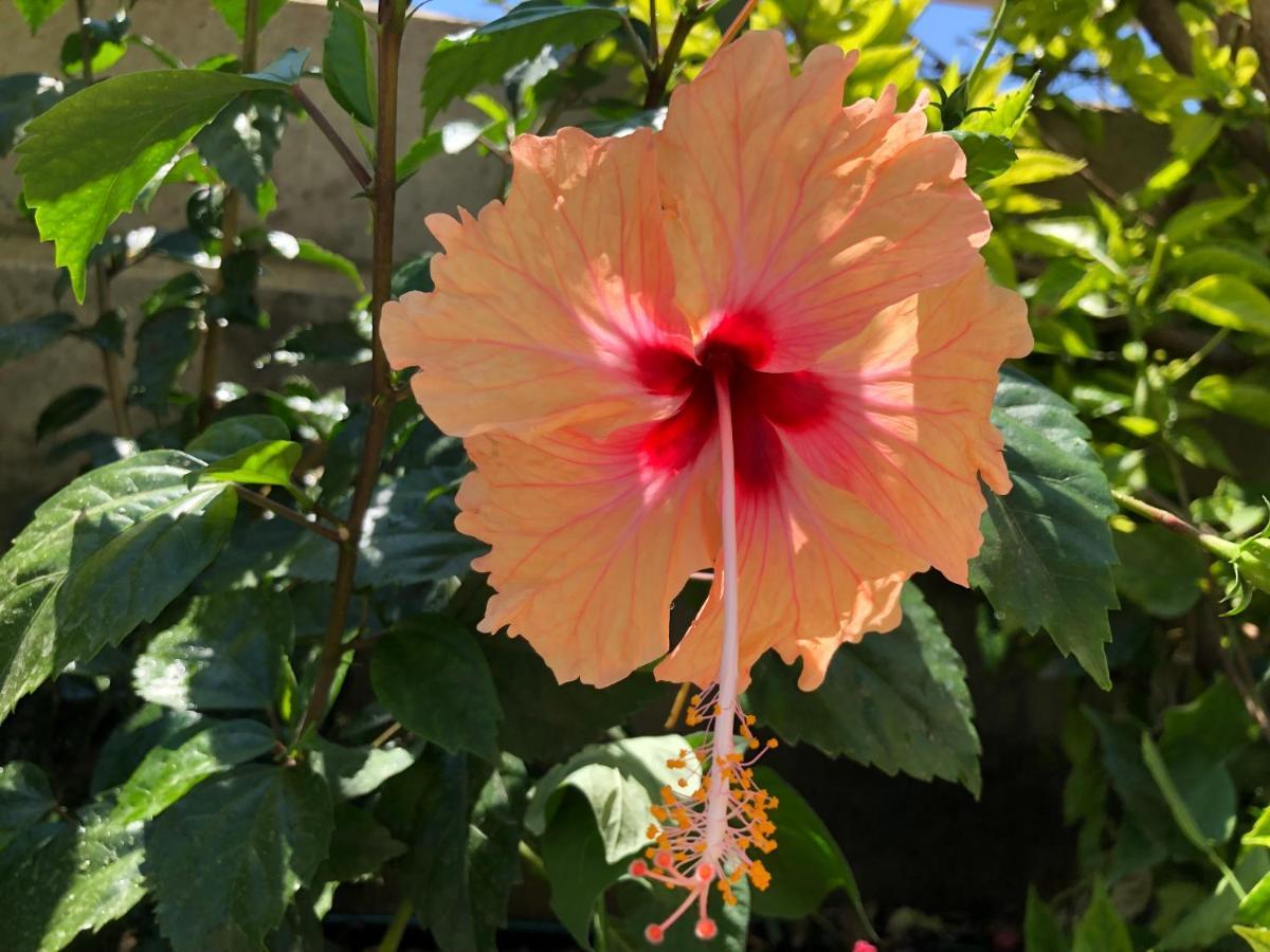 Red Hibiscus Stegna Guest House Archangelos  Eksteriør bilde