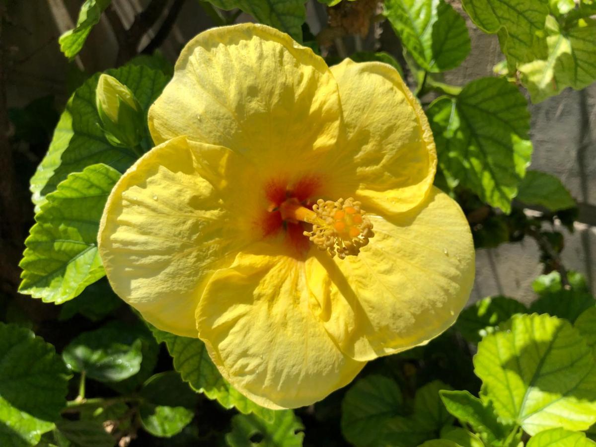 Red Hibiscus Stegna Guest House Archangelos  Eksteriør bilde